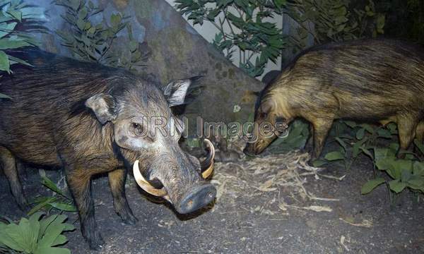 Giant forest hog