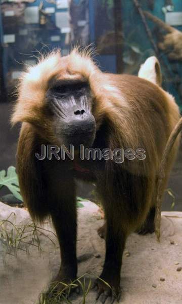 Gelada Baboon