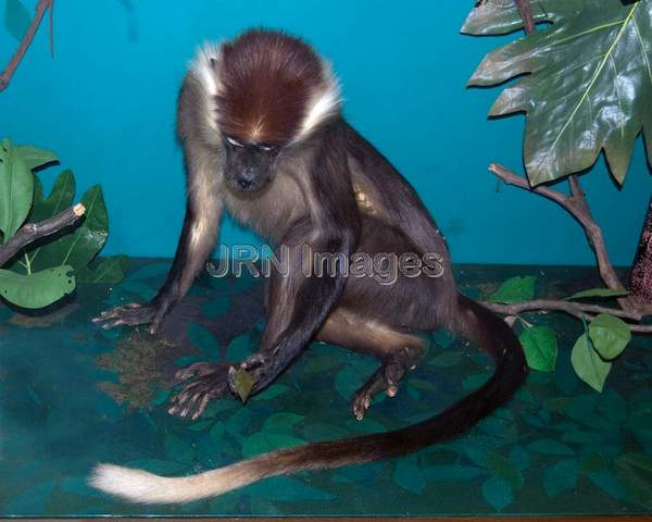 White-Collared Mangabey