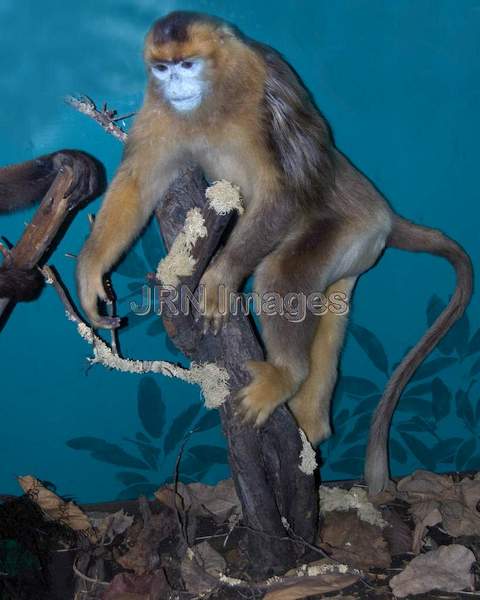 Golden Snub-nosed Langur