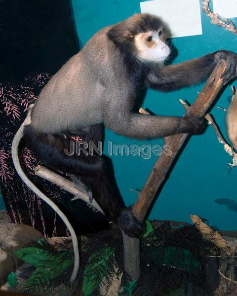 Douc Langur