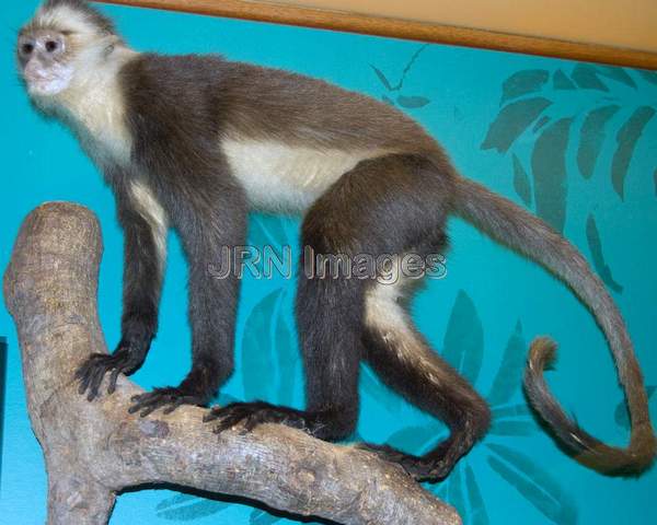 Banded Langur