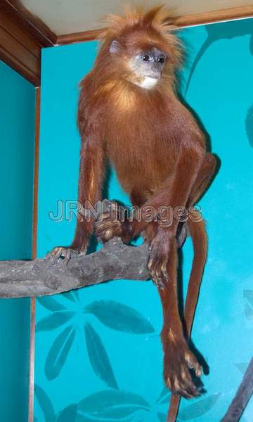 Maroon Langur