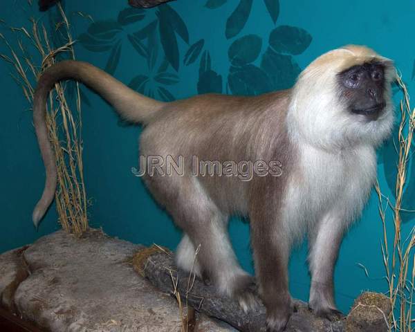 Himalayan Langur