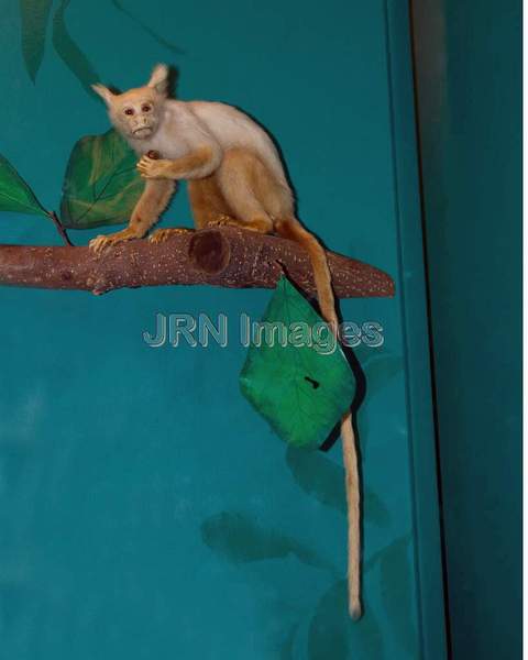 Golden White Tassel-ear Marmoset