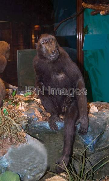 Sulawesi Crested macaque