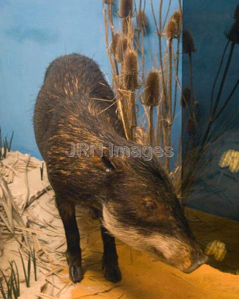 White-lipped Peccary