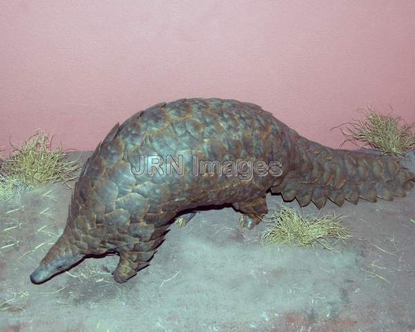 Temminck's Pangolin