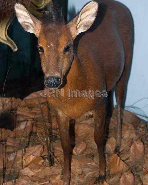 Black-fronted Duiker