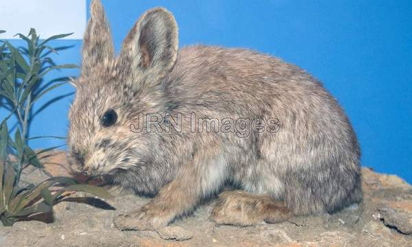 Pygmy Rabbit