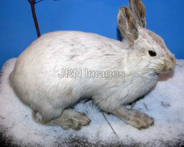 Snowshoe Hare