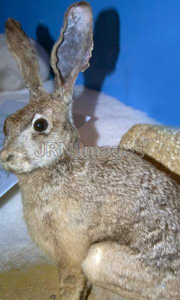 Black-tailed Jackrabbit