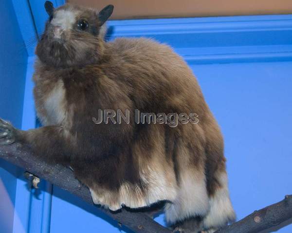 Scaly-tailed Flying Squirrel