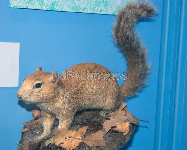 Rock Squirrel