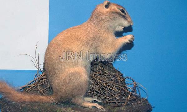 Franklin's Ground Squirrel