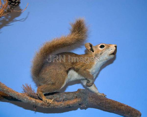 Red Squirrel