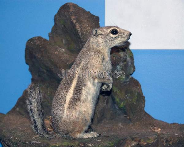 Texas Antelope Ground Squirrel