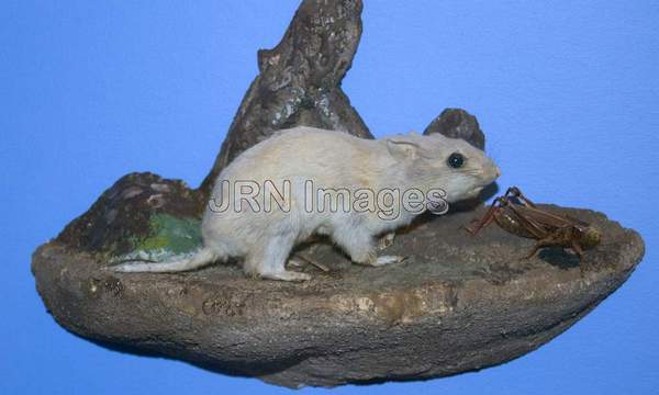 Northern Grasshopper Mouse