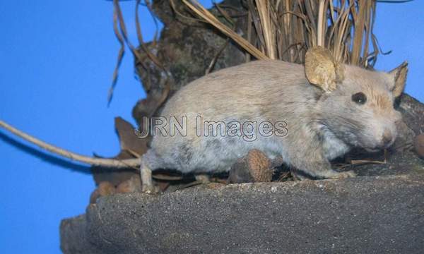 Mexican Woodrat