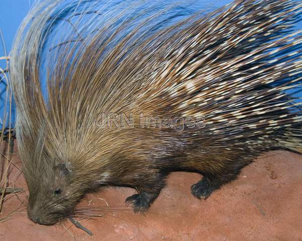 African Crested Porcupine