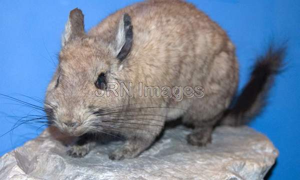 Mountain Viscacha