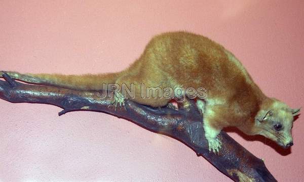 Central American Woolly Opossum