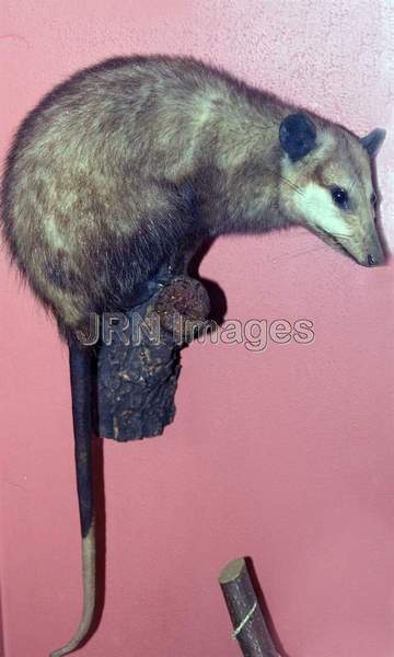 Common Opossum