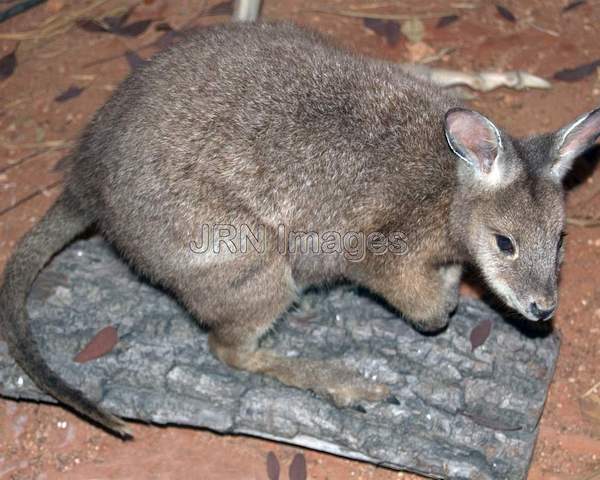 Tammar Wallaby