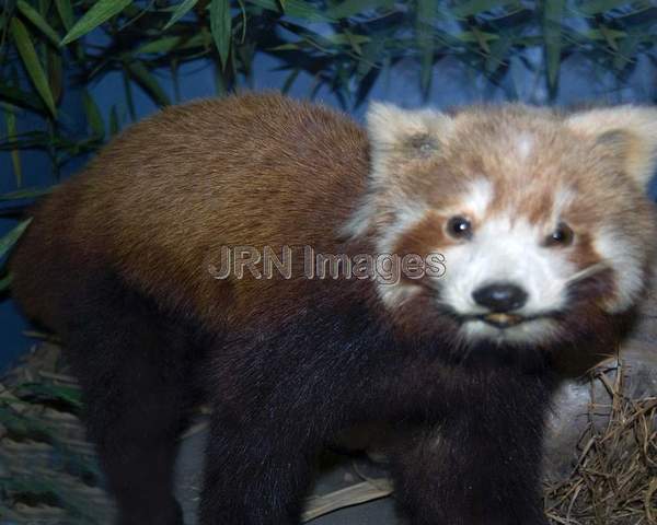 Red Panda