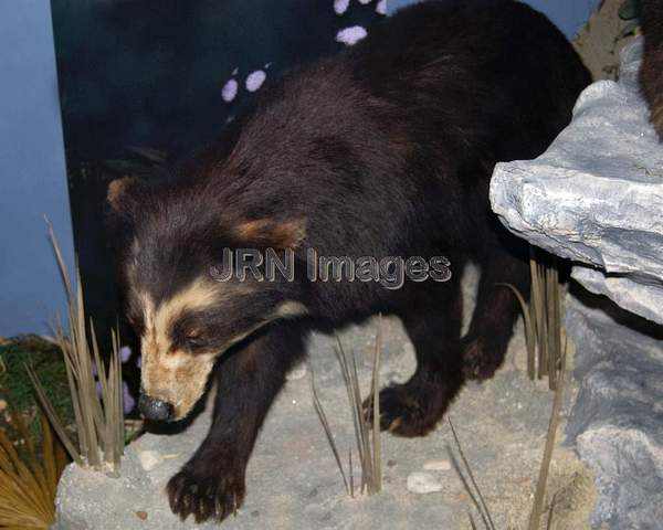 Spectacled Bear