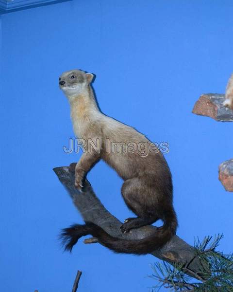 Yellow-throated Marten