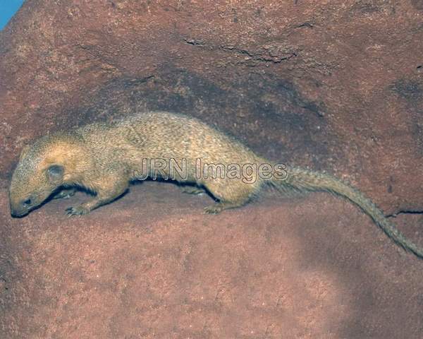 Dwarf Mongoose