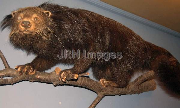 Binturong