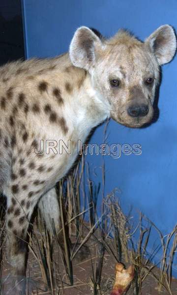 Spotted Hyena