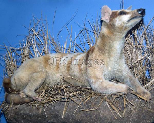 Bobcat