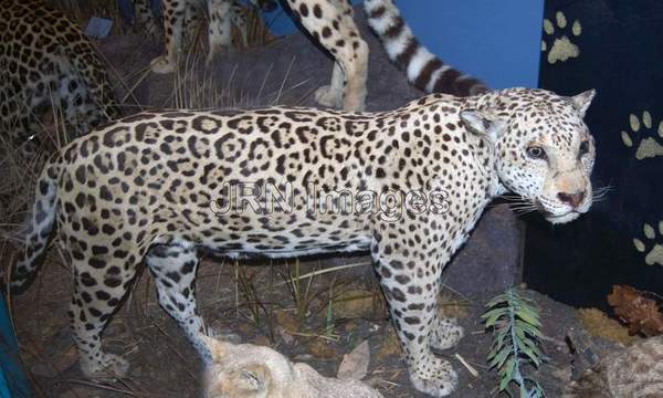 Jaguar