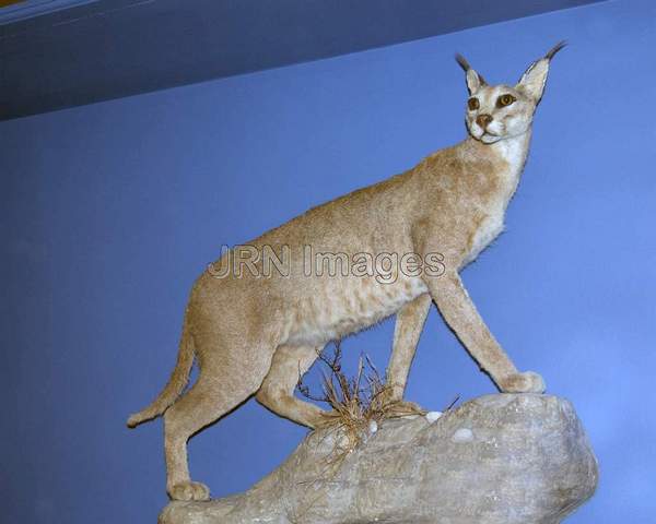 Caracal