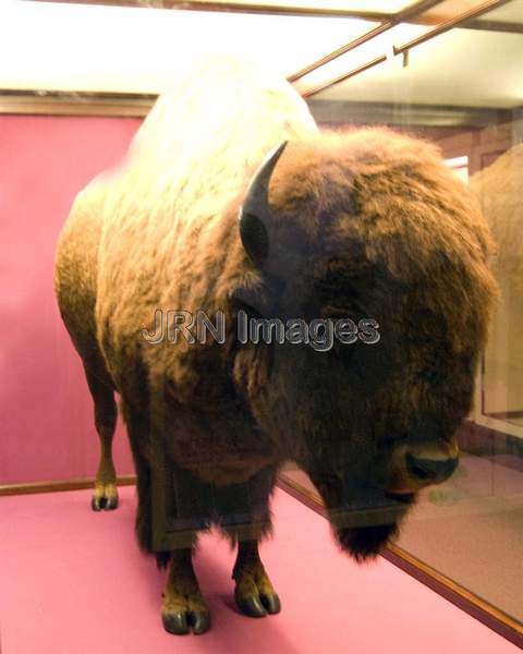 Indian American Bison