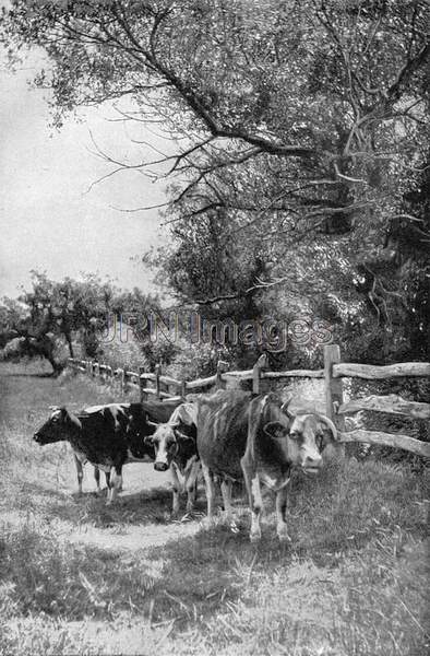 Bulls relaxing in the shade