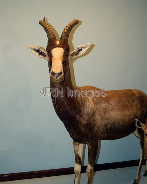 Blesbok