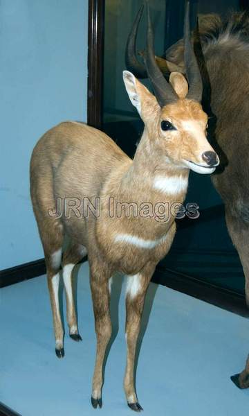 Menelik's Bushbuck