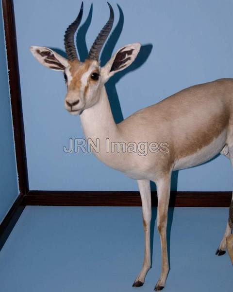 Dorcas Gazelle