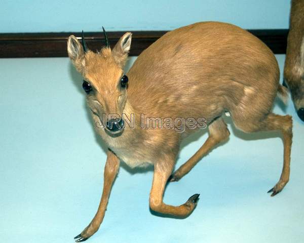 Blue Duiker