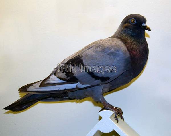 Mongrel Pigeon