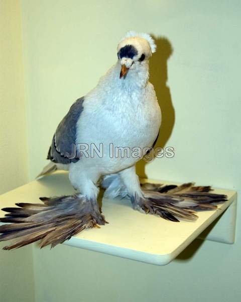 Blue barred spot swallow