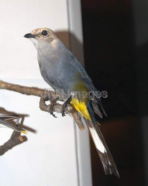 Gray Silky-fly