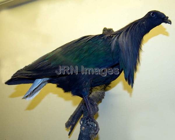 Nicobar Pigeon