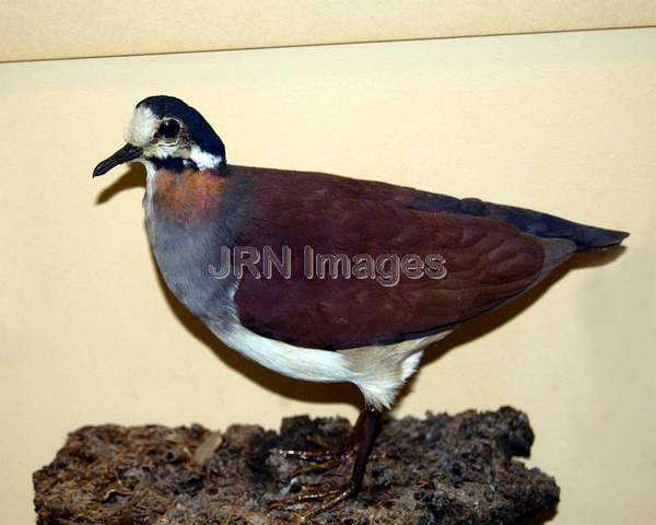 Purple Quail-Dove