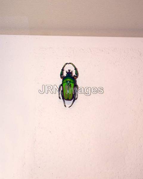 Scarab Beetle