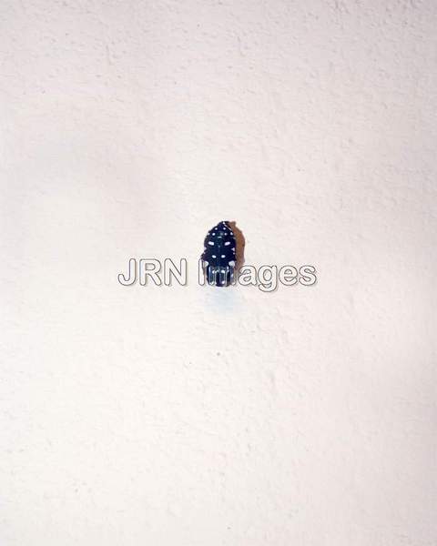 Scarab beetle